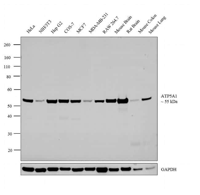 ATP5A1 Antibody (43