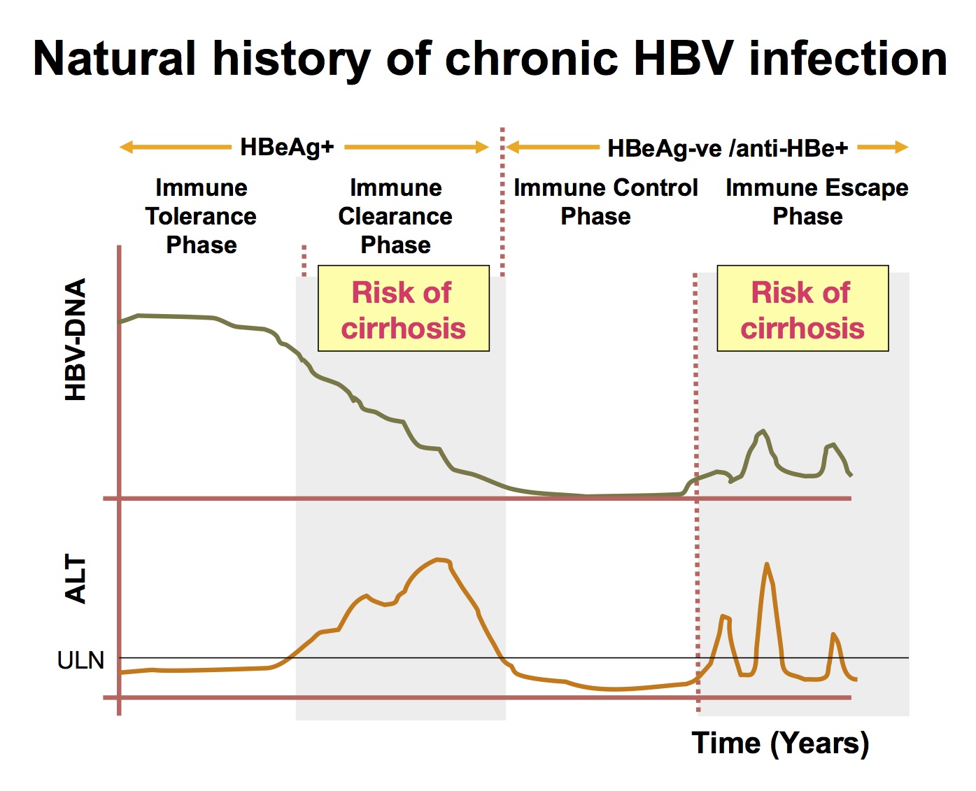 Chronic hepatitis B can be successfully treated
