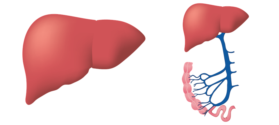 Cirrhosis of the Liver: Life Expectancy, Risk Factors ...
