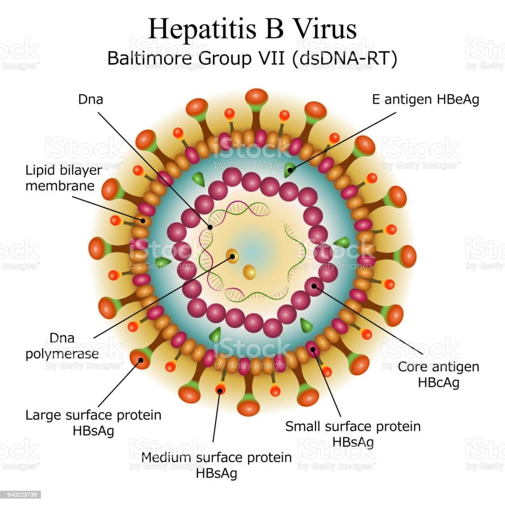Diagram Of Hepatitis B Virus Particle Structure Stock Illustration ...
