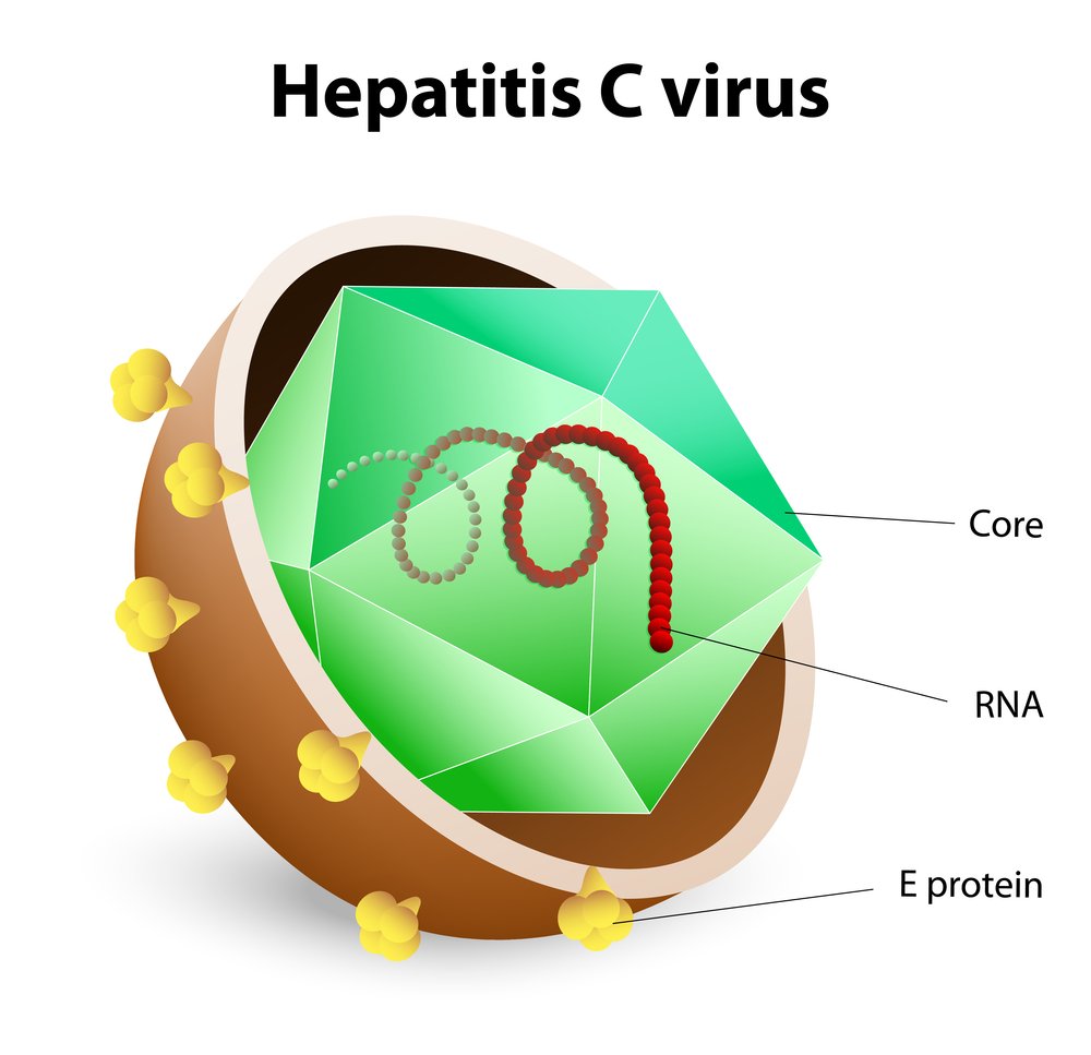 Different modes of antibody attack of hepatitis C suggested by new study