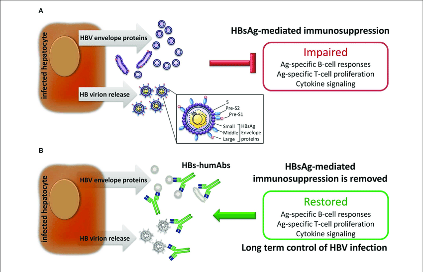 effect of hbv infection on immune responses a