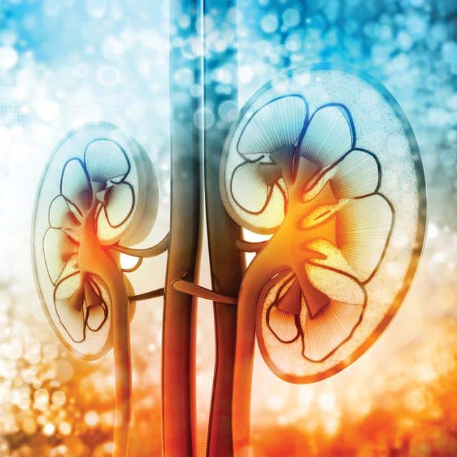 Expanding the Kidney Donor Pool with Hepatitis C