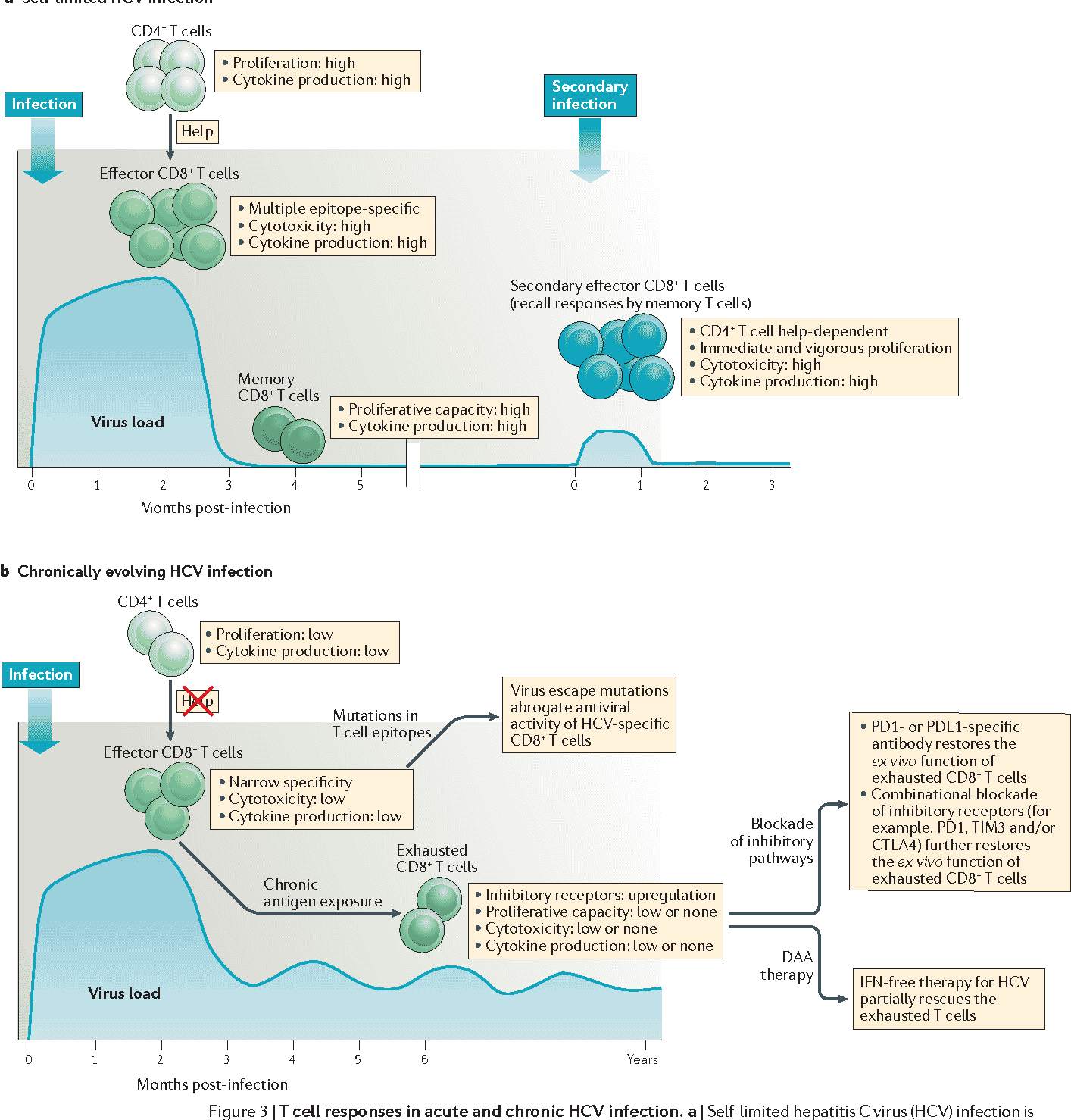 Figure 2 from Immune responses and immunopathology in acute and chronic ...