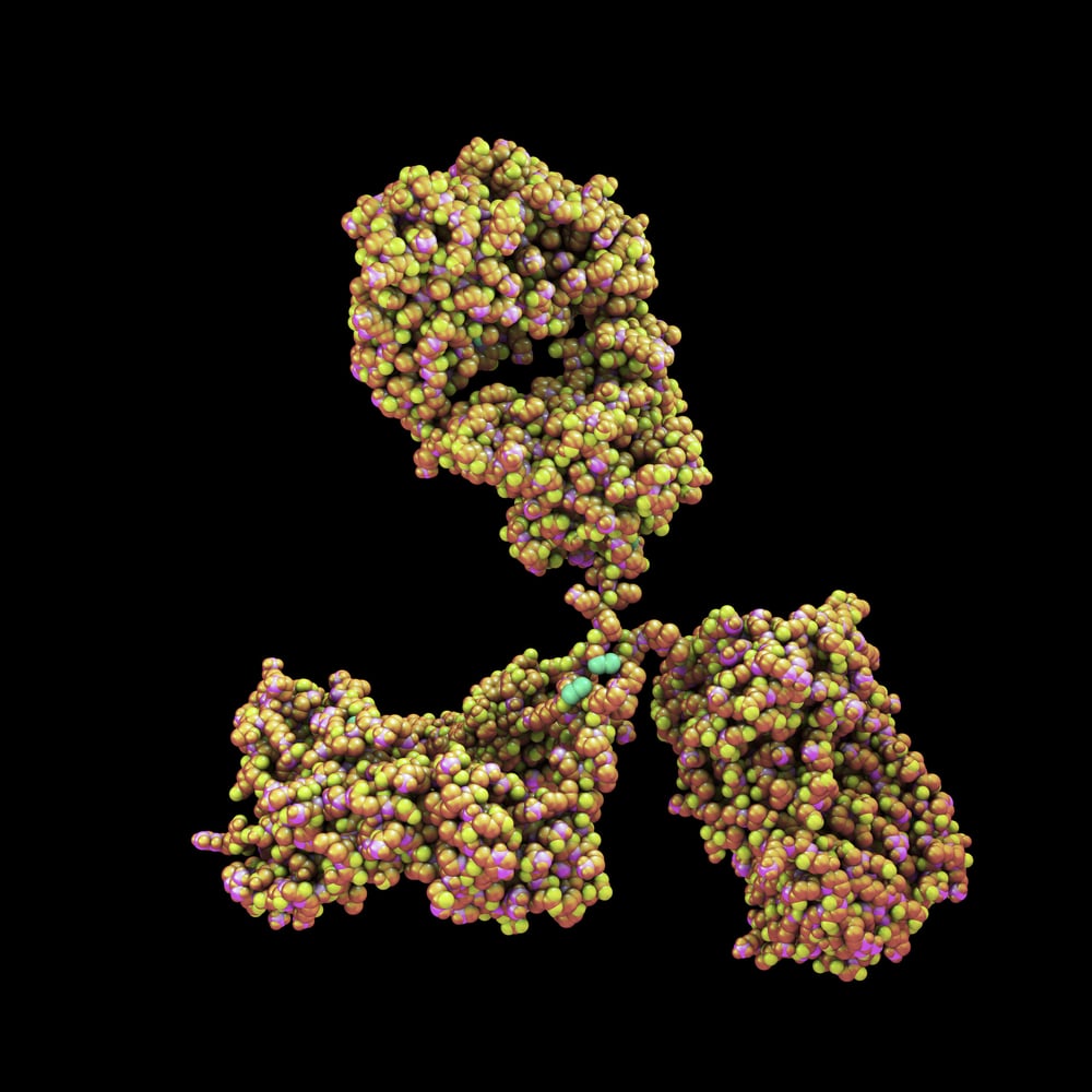 HBeAg antibody (clone 1892)
