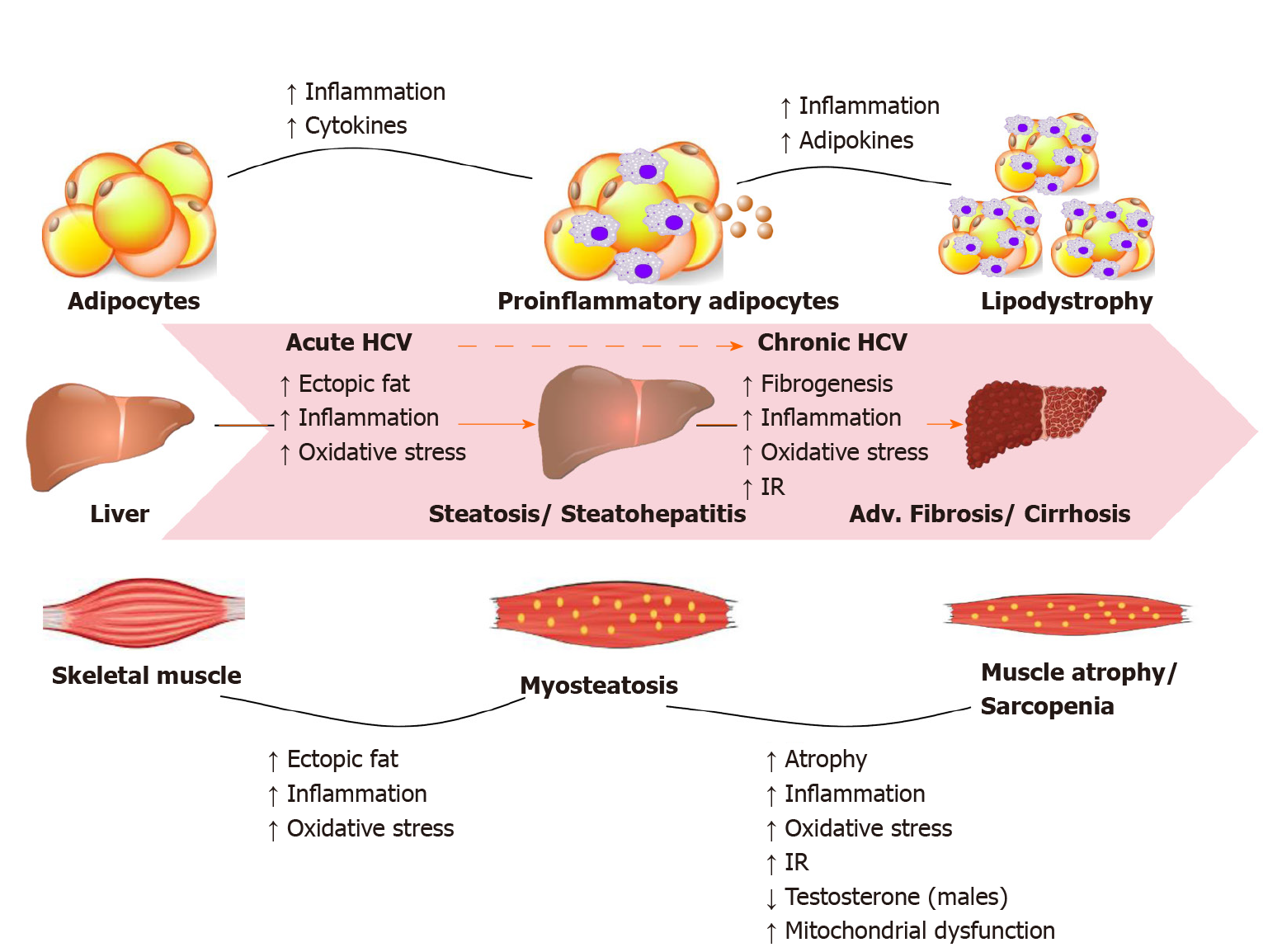 Hcv / Rationally Derived Inhibitors Of Hepatitis C Virus ...