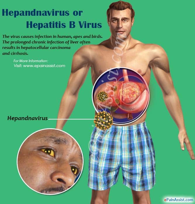 Hepandnavirus or Hepatitis B Virus