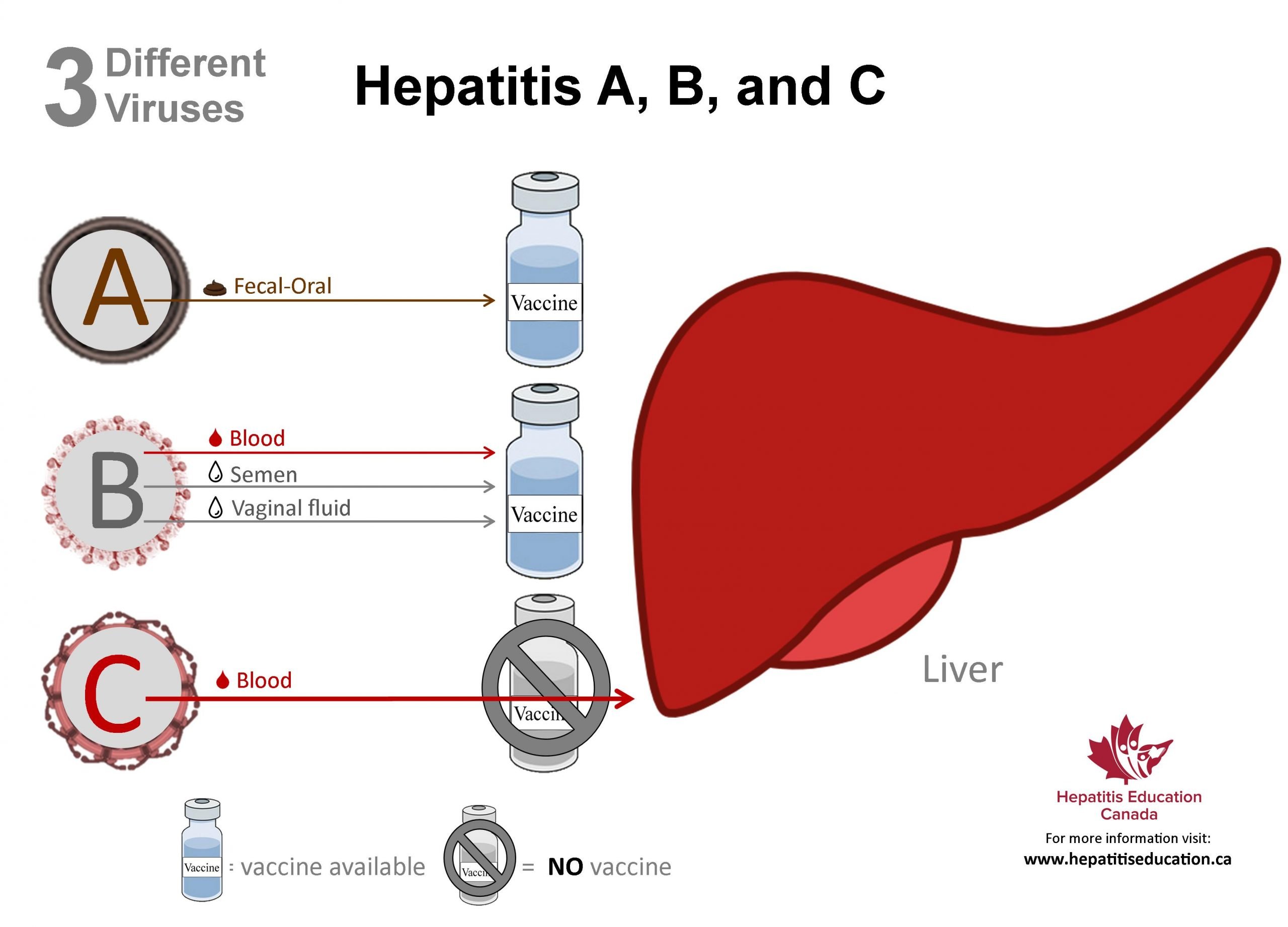 Hepatitis A, B, C (Liver Inflamation): Types, Treatment &  Prevention ...