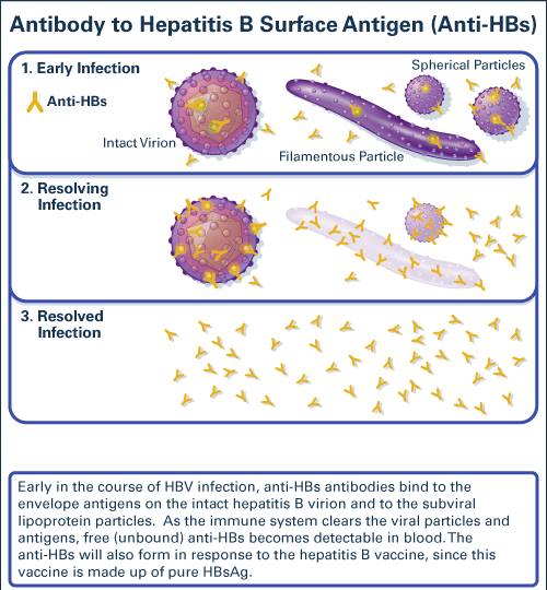 Hepatitis B Surface Antibody Ql Reactive Meaning