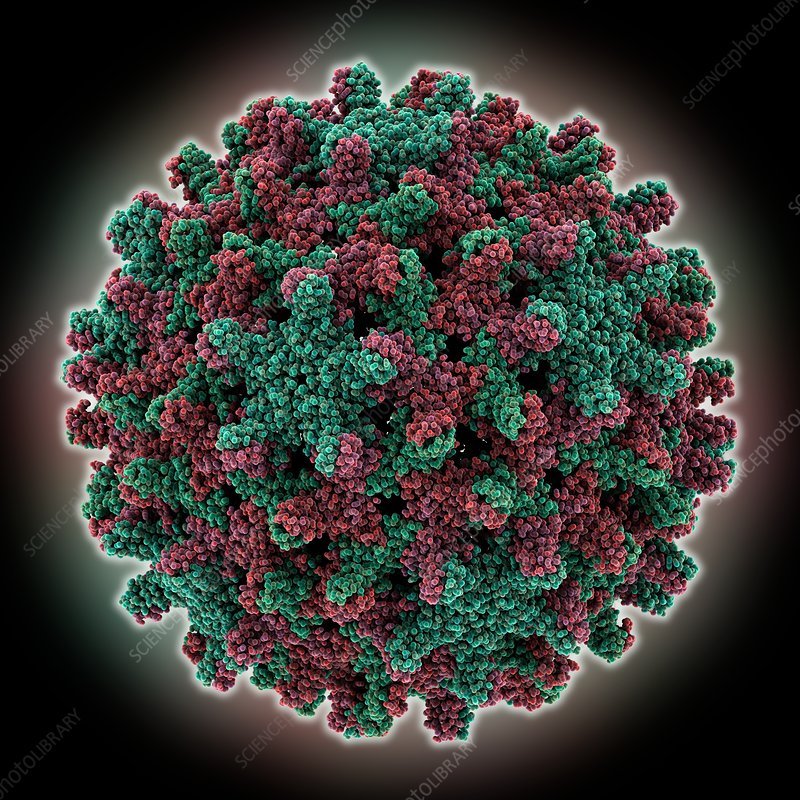 Hepatitis B virus capsid molecule