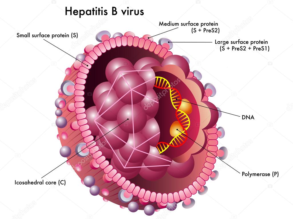 Hepatitis B virus structure. â Stock Vector Â© rob3000 ...