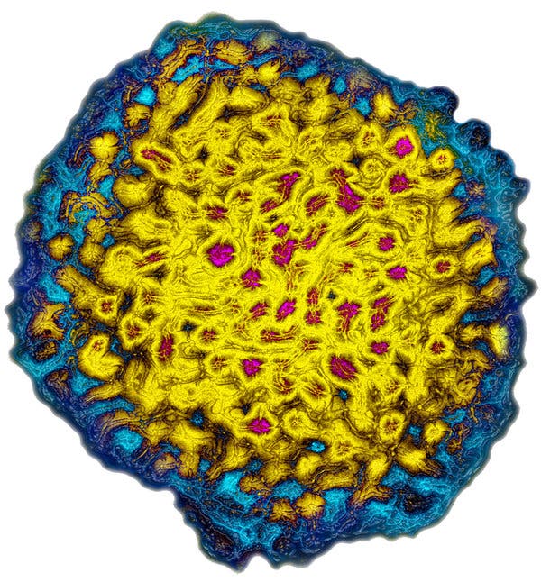 Hepatitis C, a Silent Killer, Meets Its Match
