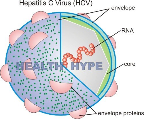 Hepatitis C Information, Virus Structure, Spread, Symptoms ...