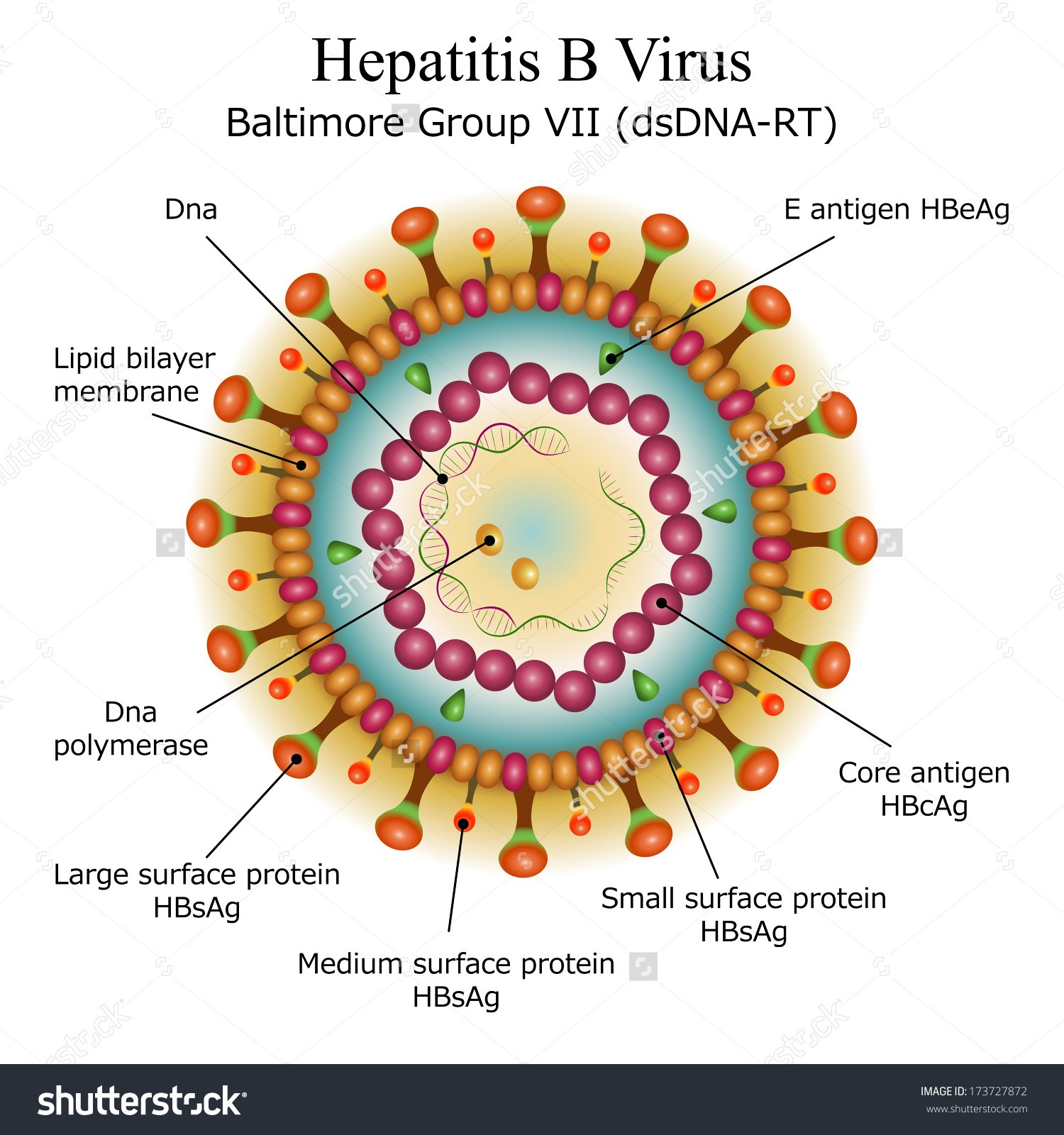 HEPATITIS ESM