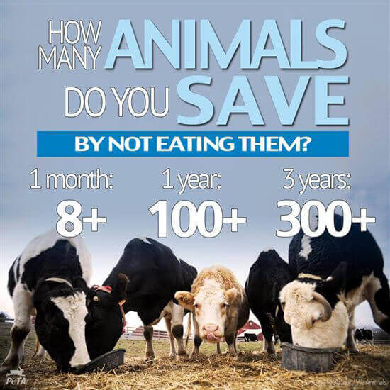 How Many Animals Have You Saved? Find Out!