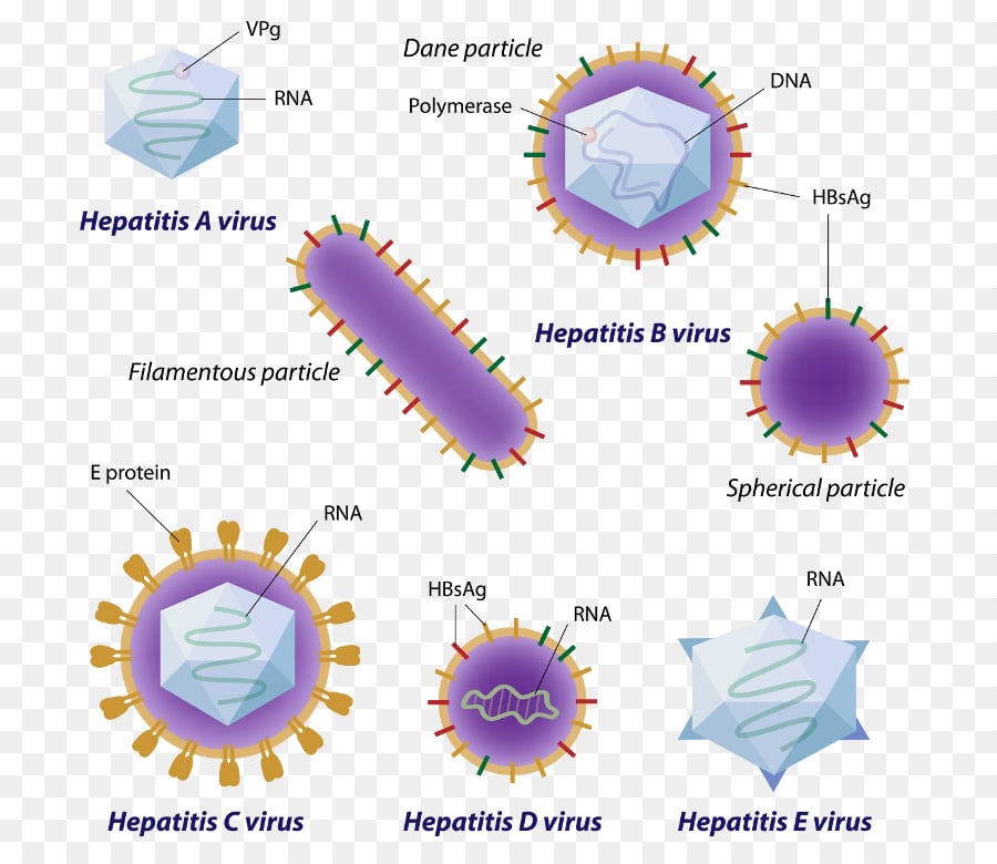 If You Have Hepatitis B Can It Go Away
