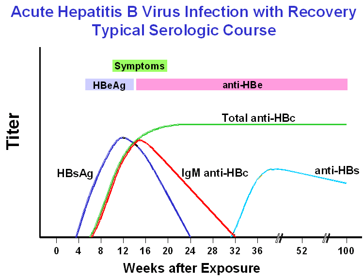 Jayhawk Infectious Diseases: Hepatitis B