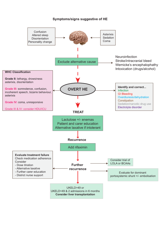 Management of hepatic encephalopathy: beyond the acute episode