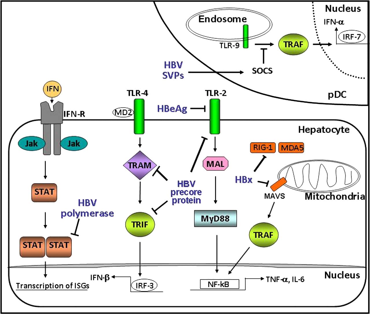 New insight in the pathobiology of hepatitis B virus infection