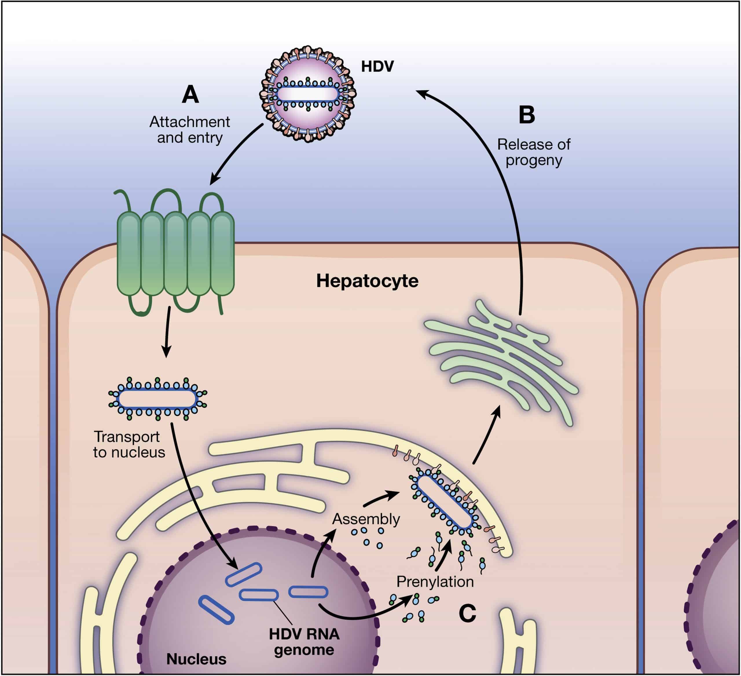 Pathogenesis of and New Therapies for Hepatitis D