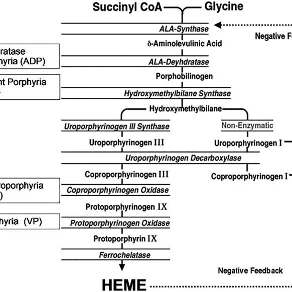 (PDF) Acute Hepatic Porphyrias: Recommendations for ...