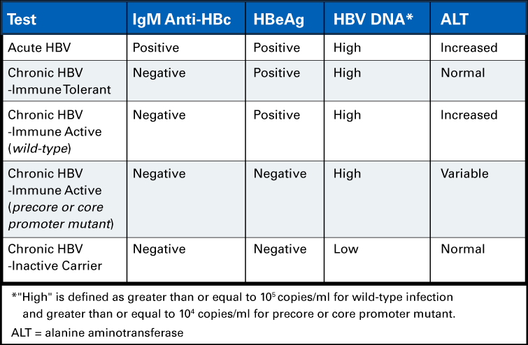 phases of chronic hepatitis B