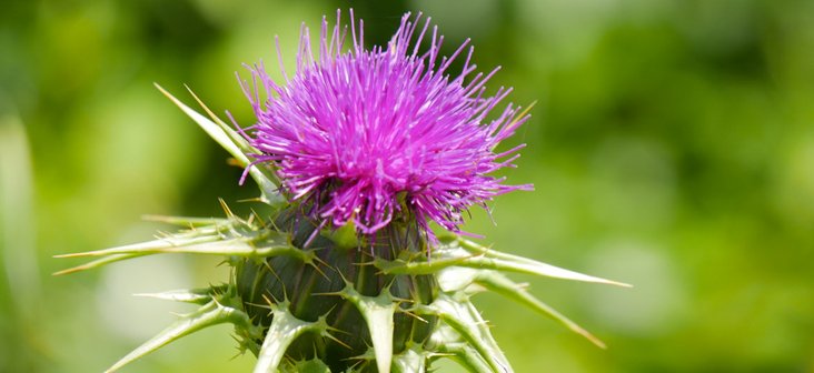 Powerful effect of milk thistle and recipes for hepatitis ...