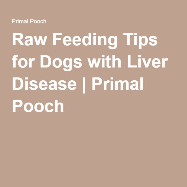 Raw Feeding Tips for Dogs with Liver Disease