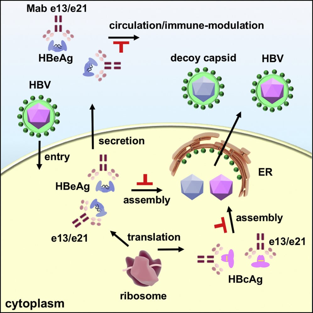 Structures of Hepatitis B Virus Core