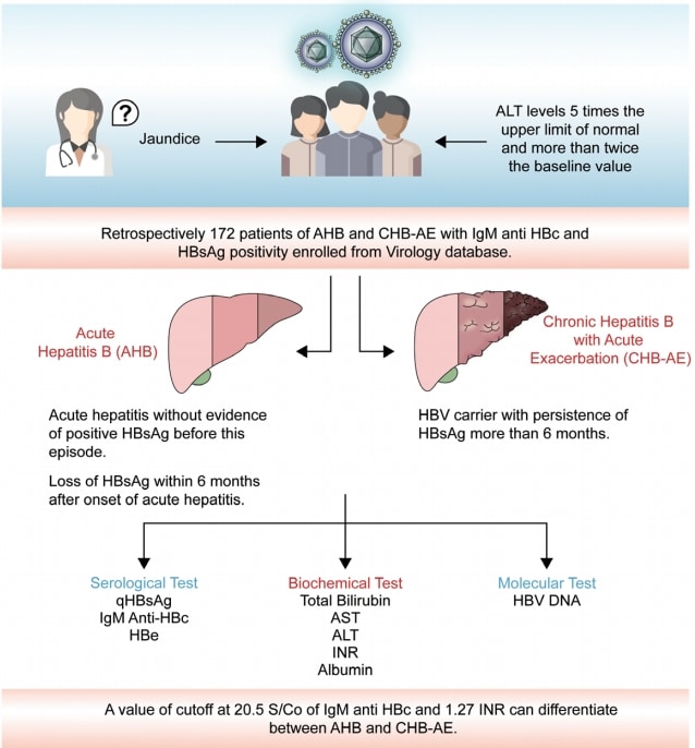 The dilemma of differentiating between acute hepatitis B and chronic ...