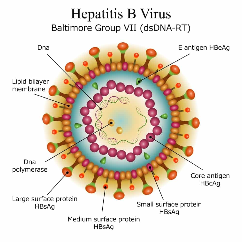 To (Hep)B or not to (Hep)B?