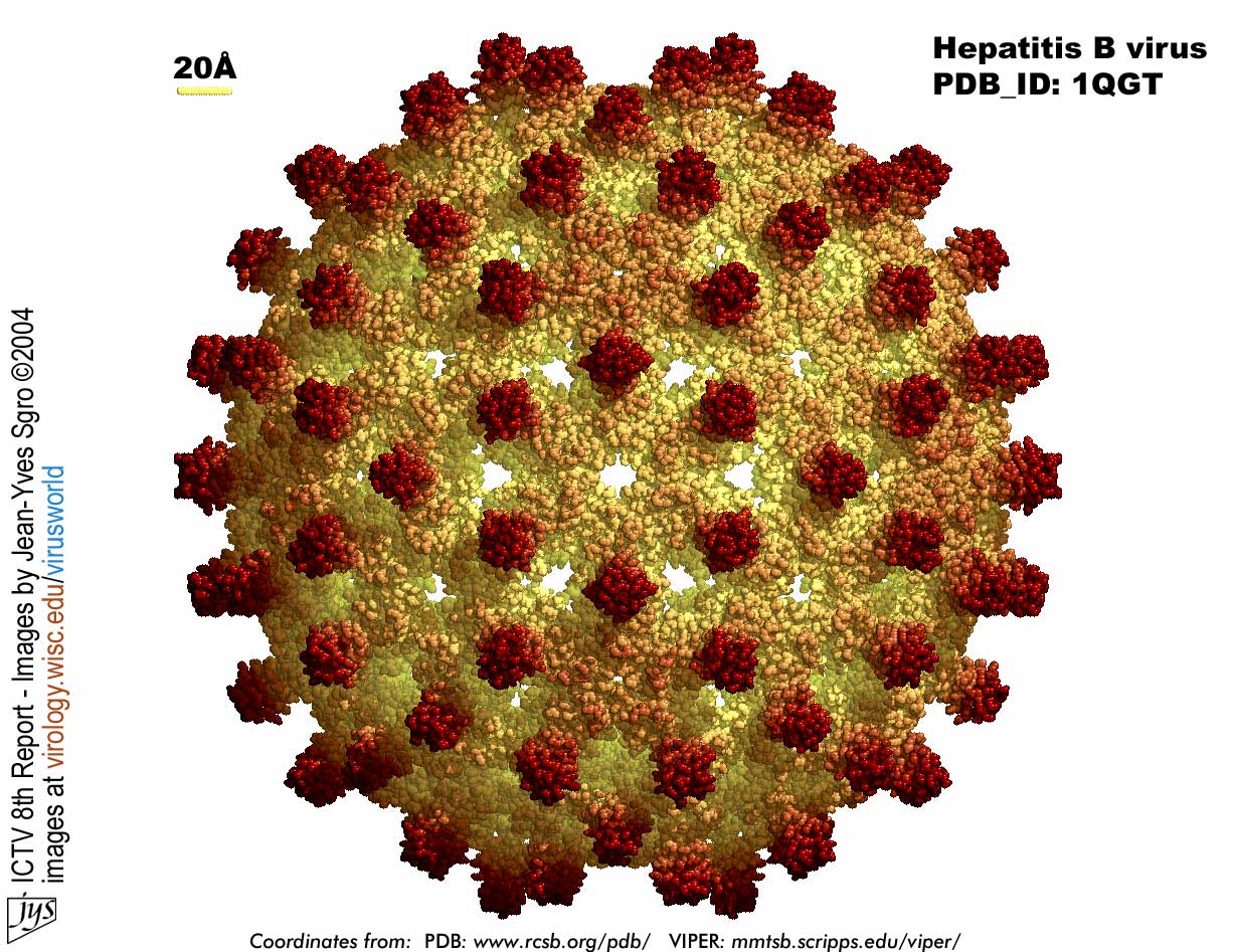 Virusworld : Human Hepatitis B Viral Capsid