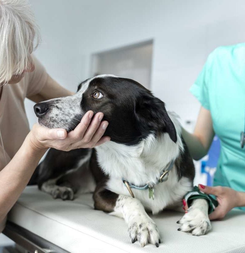 Why do dogs develop infections after surgery?